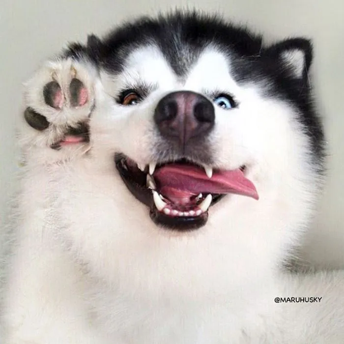 Meet Maru, The Happiest Husky In The World That Is Secretly A Panda
