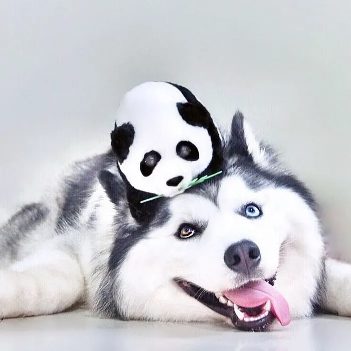 Meet Maru, The Happiest Husky In The World That Is Secretly A Panda