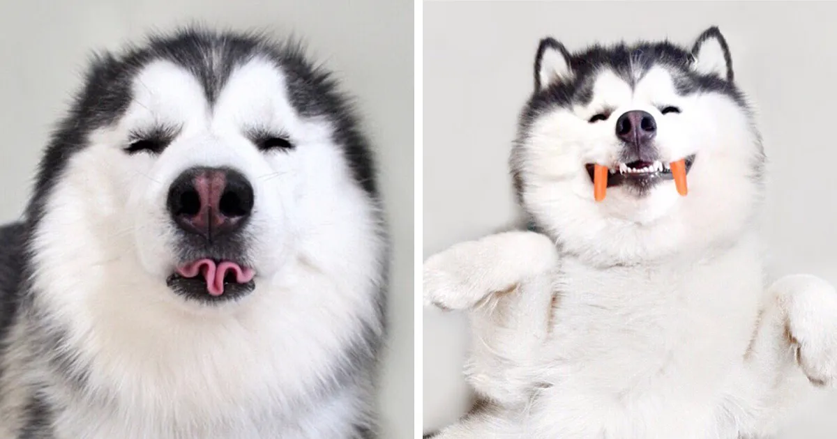 Este es Maru, el husky más feliz del mundo que es un panda en su interior