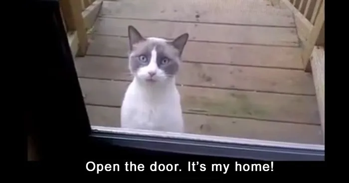 If A Cat Learned French
