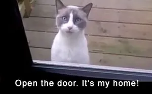 If A Cat Learned French