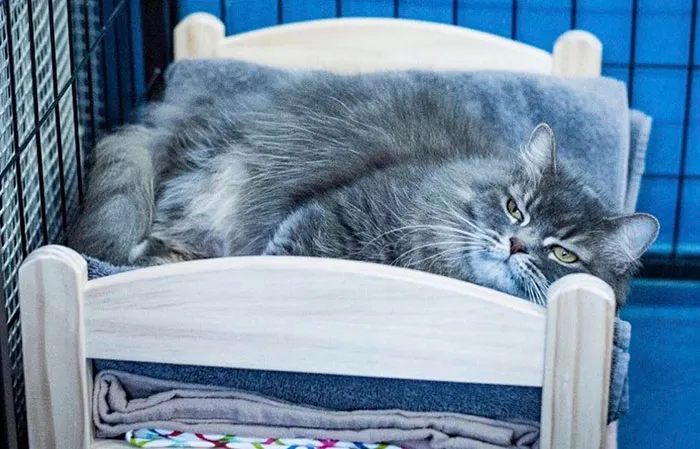 IKEA Donates Doll Beds For Shelter Cats, And It's Just Too Adorable