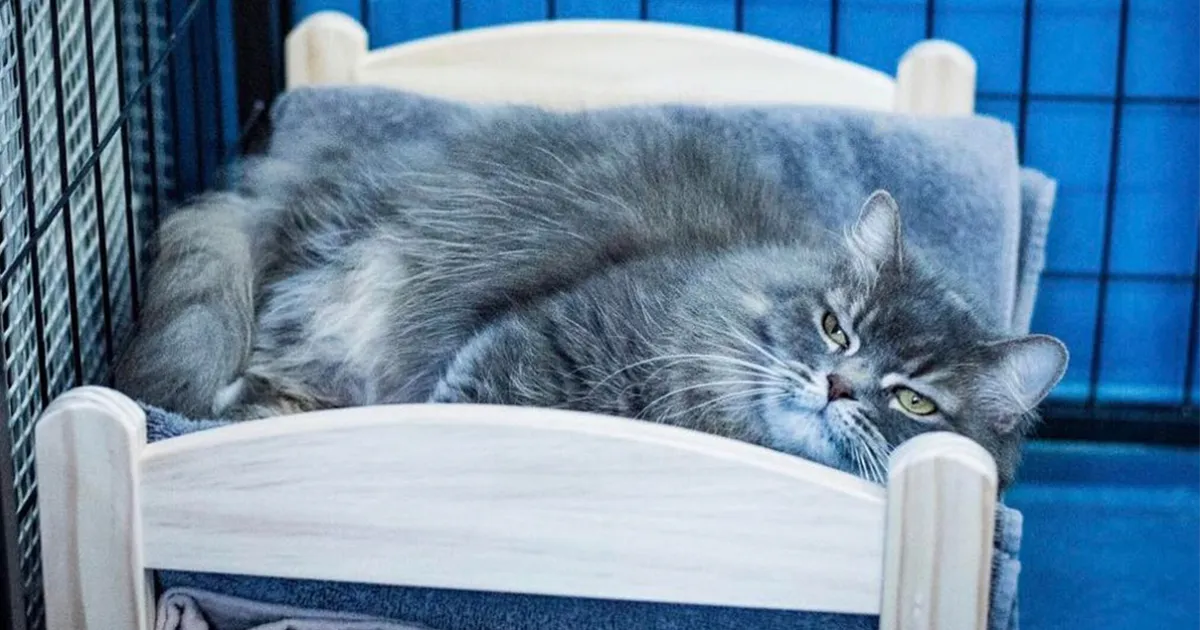 IKEA dona camas de muñecas para los gatos de un refugio y son adorables