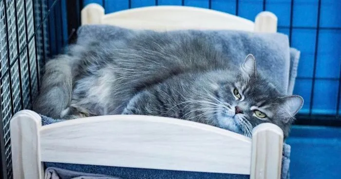 IKEA Donates Doll Beds For Shelter Cats, And It's Just Too Adorable