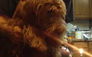 People Living With More Than 2 Dogs, Post Your Pics Of What It’s Like