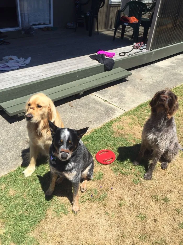 Good Doggies!