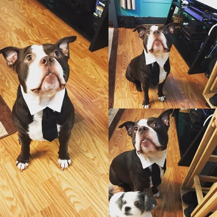 Our Vicious Business Man