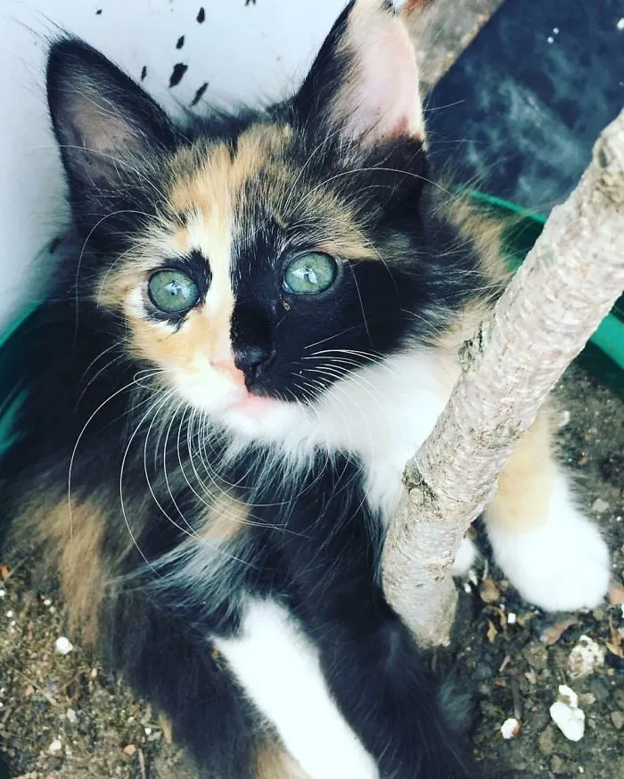#careycat