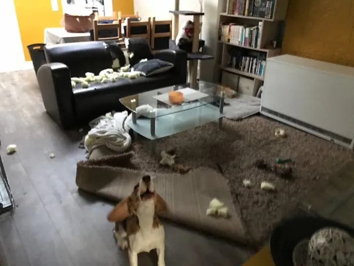 It Wasn't Meeeeee