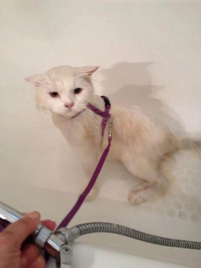 My Rescue Cat Angel