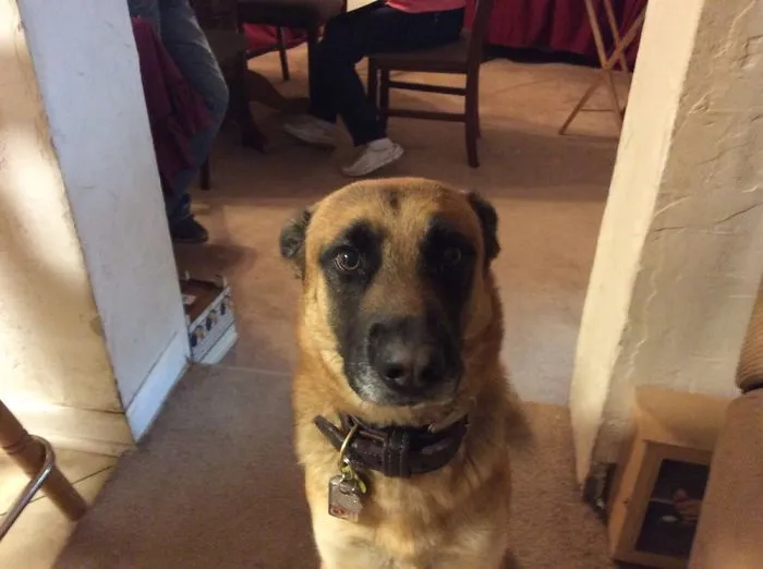 German Shepard