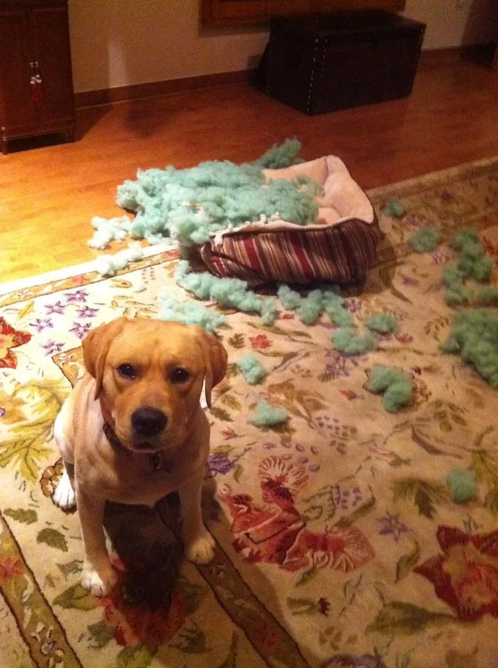 His Face Still Shows How Annoyed He Was When We Left Him And His Pose Is "Yes! I Was Upset!"