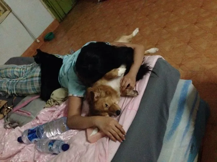 Cat, Hooman, Dog
