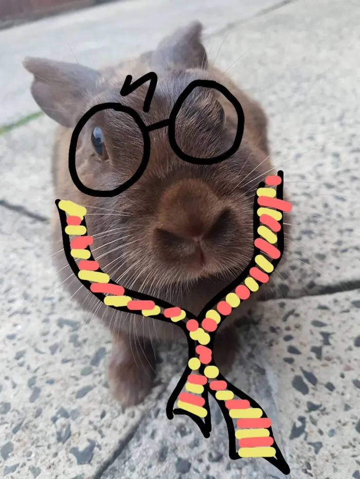 Harry Hopper. This Is Just A Rogue Bunny We Have That Visits Us Daily