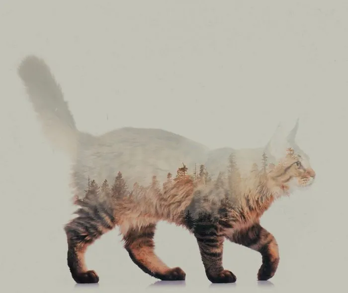 Maine Coon