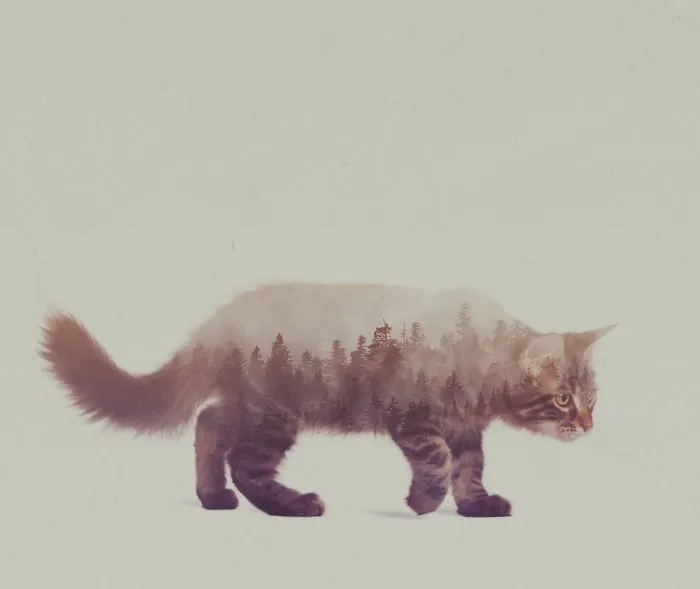 Maine Coon Ii