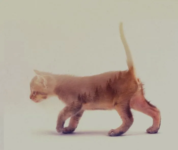 Kitten Double Exposure