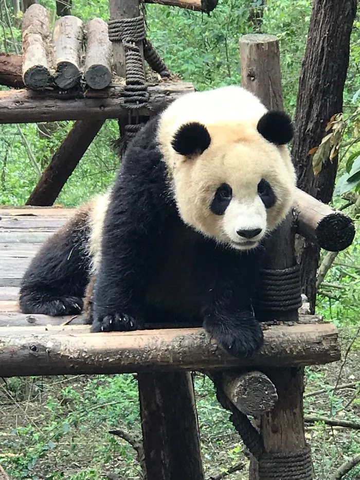 The Panda