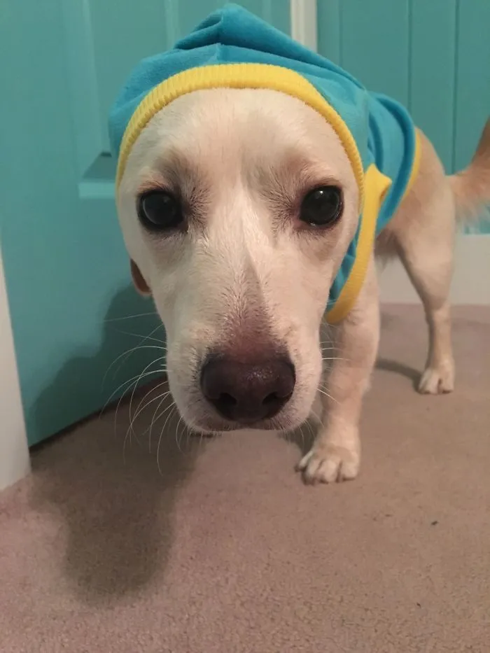 My Dog Wrigley Acts So Weird With His Hoodie On.
