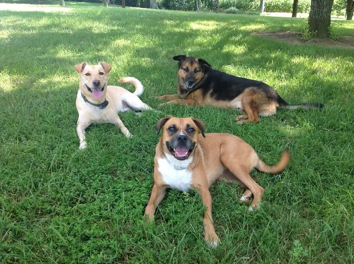 Now Can We Have Our Puppy Cookies?!