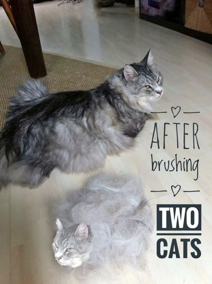 After Brushing The Cat