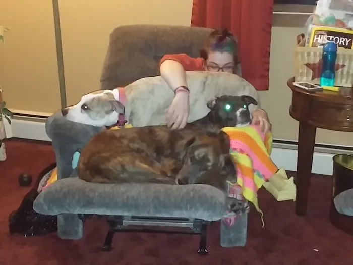 Lap Dogs