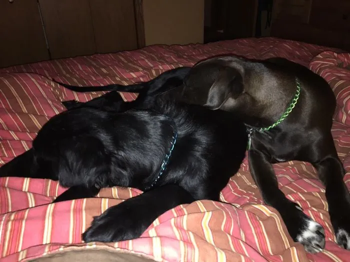 My Two Snugglies!!
