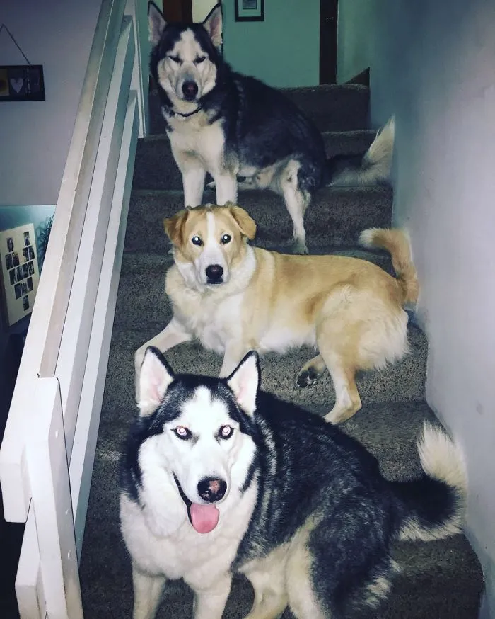 If I Can't Get Upstairs - They Think They Get Treats!