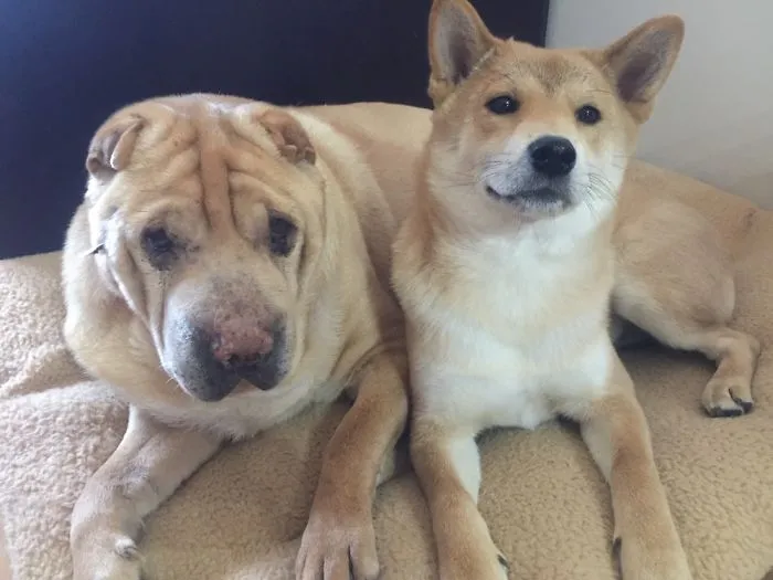 Best Friends...