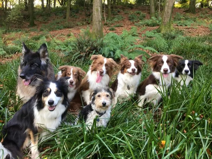 They Love A Walk