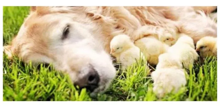 Golden Retriever Is Is Now A Foster Dad To A Dozen Baby Chicks