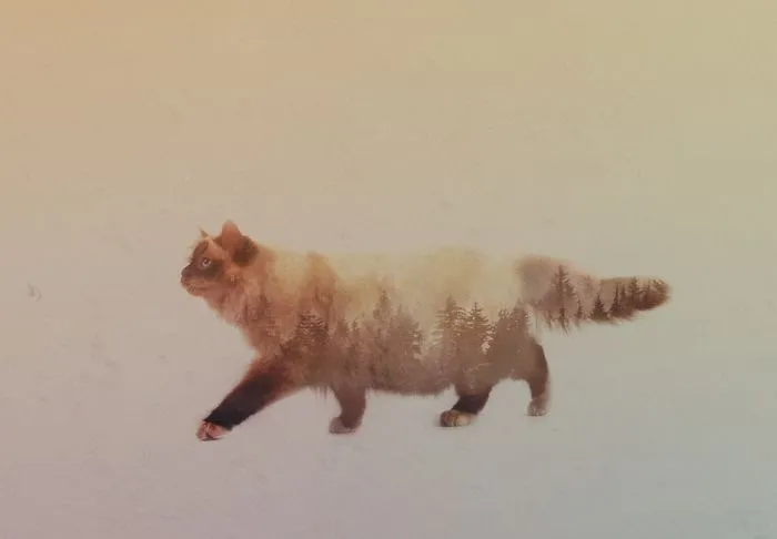 Ragdoll Double Exposure