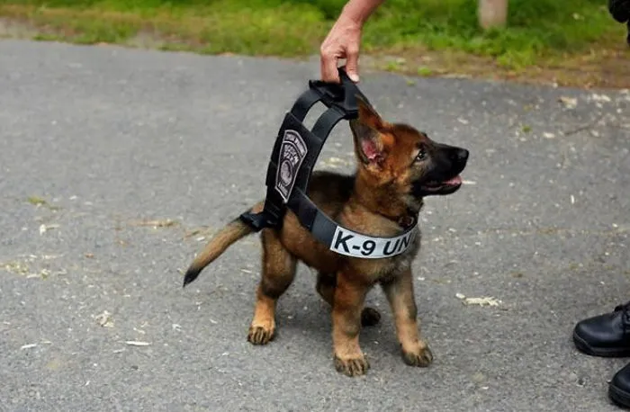 8 Reasons German Shepherds Are The Best