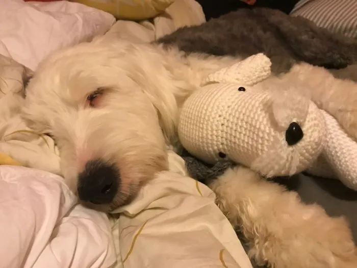 A Dog And Her Mini-me.