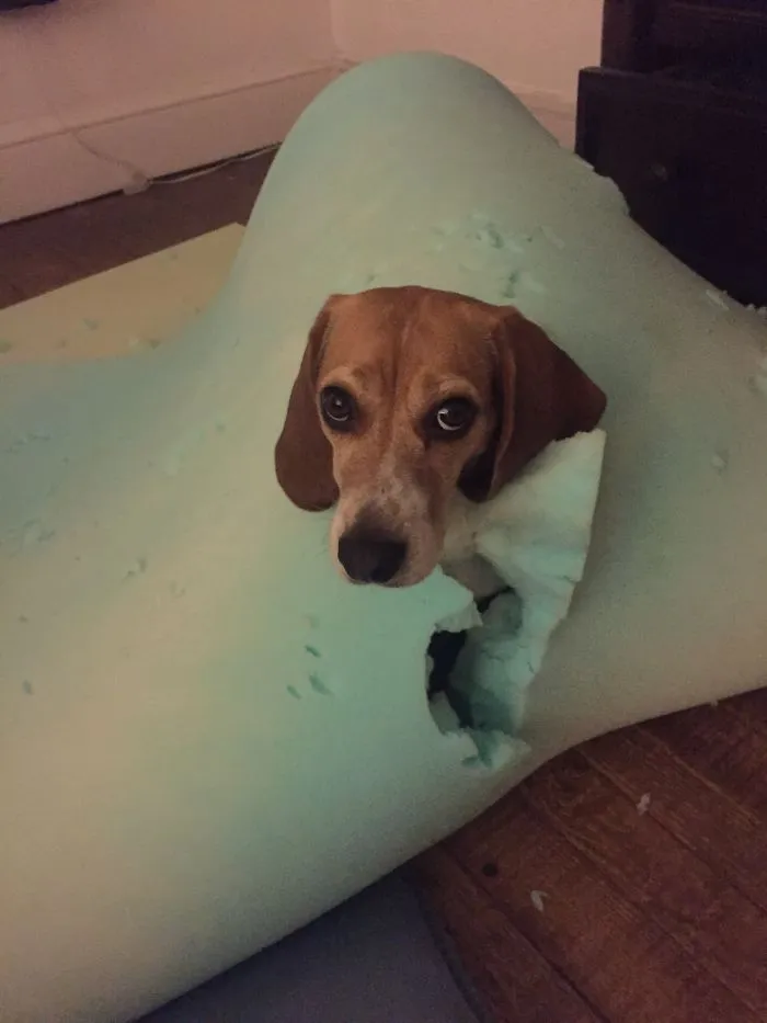 Went Downstairs To Finish Bedding In Laundry...apparently Not Quick Enough. Bye Mattress Topper.
