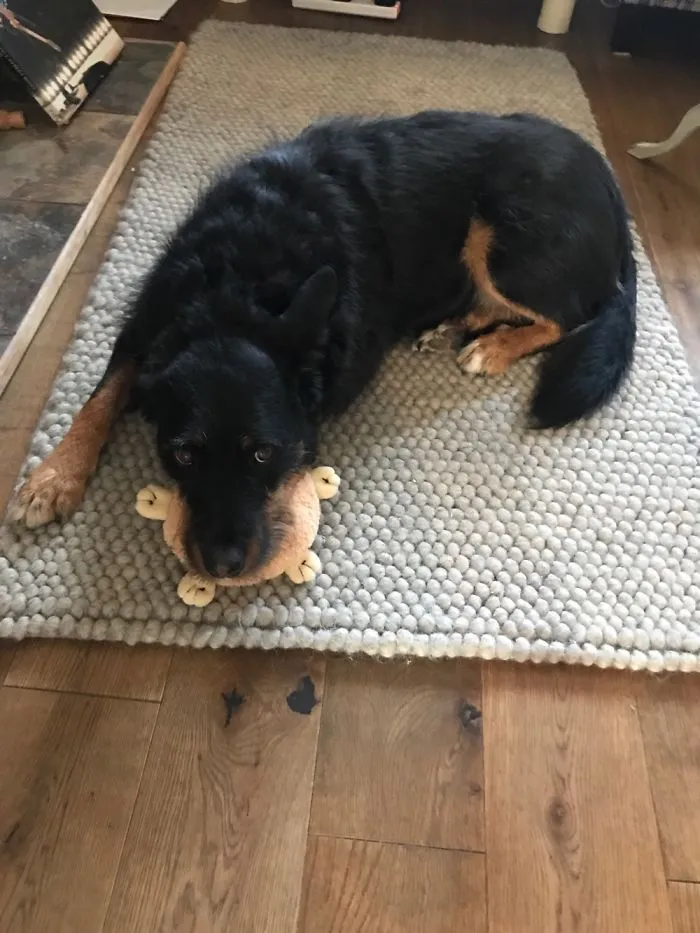 The Only Toy She Doesn't Destroy