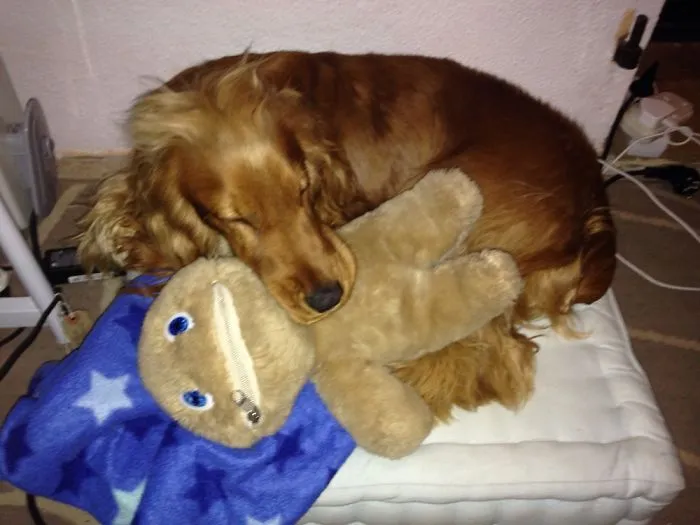 Cutie Puppy