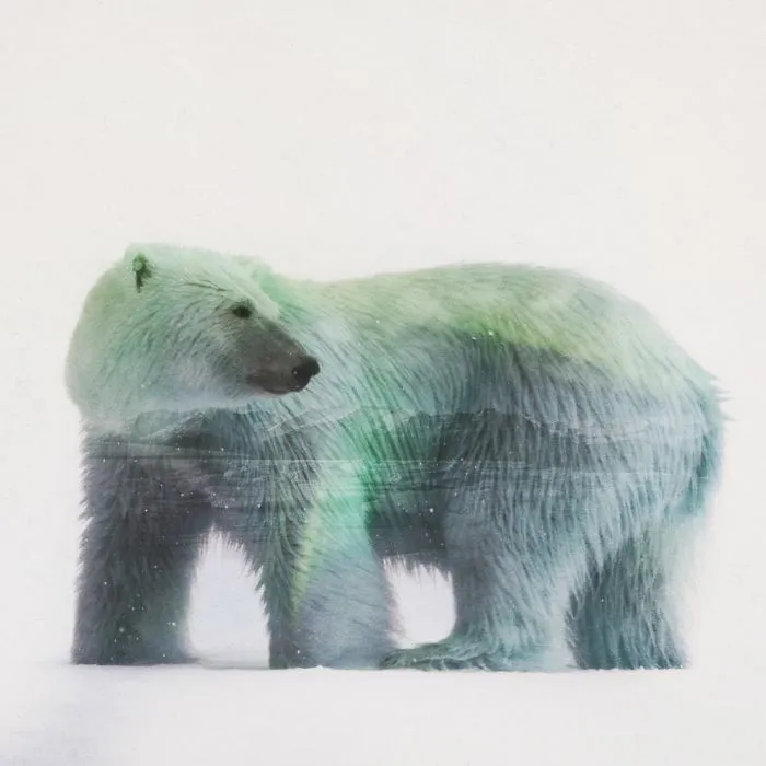 Polar Bear Double Exposure