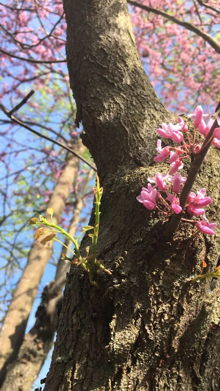 Spring Blossom
