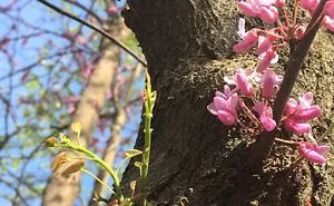 Spring Blossom