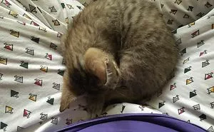 72 Animals That Are So Round They'll Roll Straight Into Your Heart