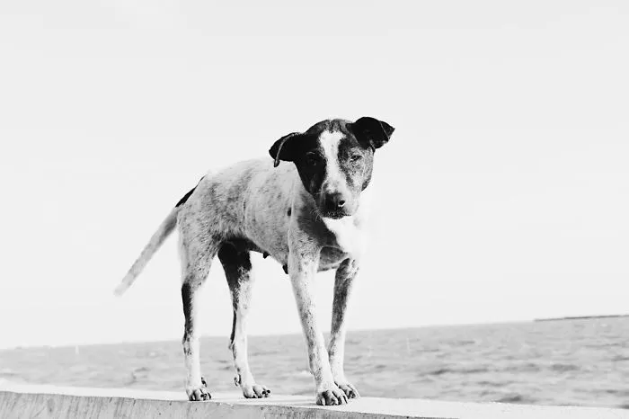 Dog On Beach