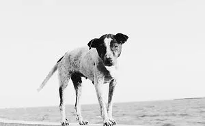 Dog On Beach