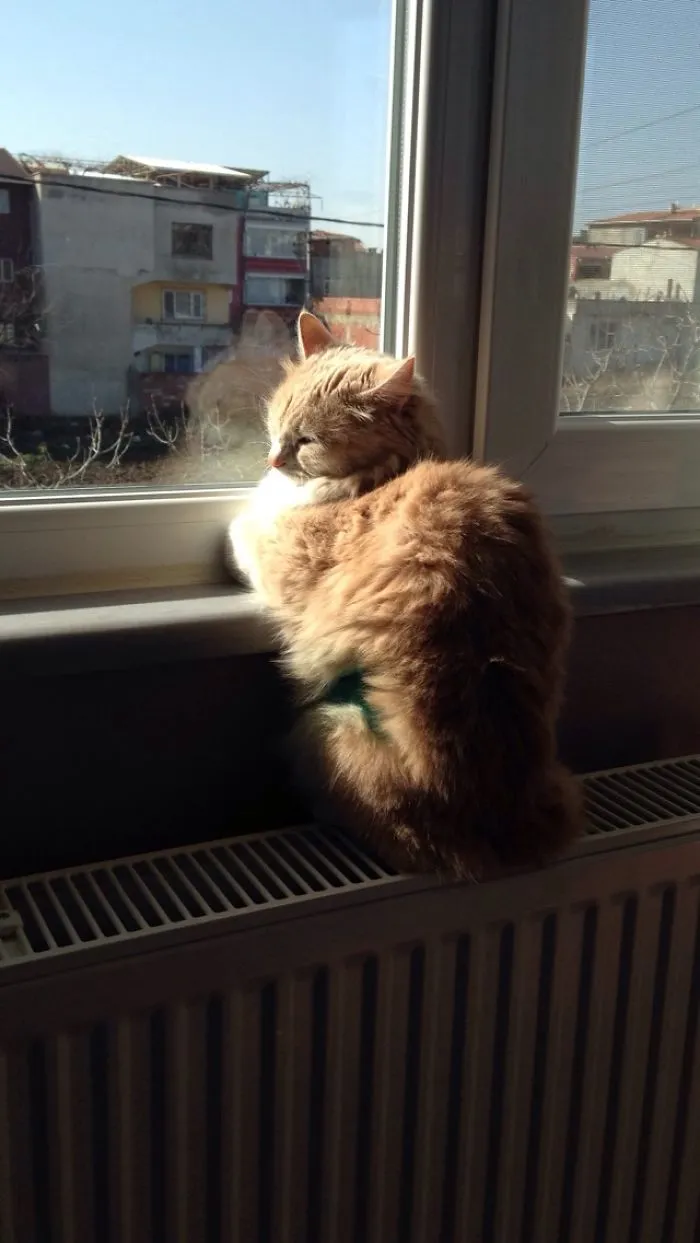 Cats Of Istanbul