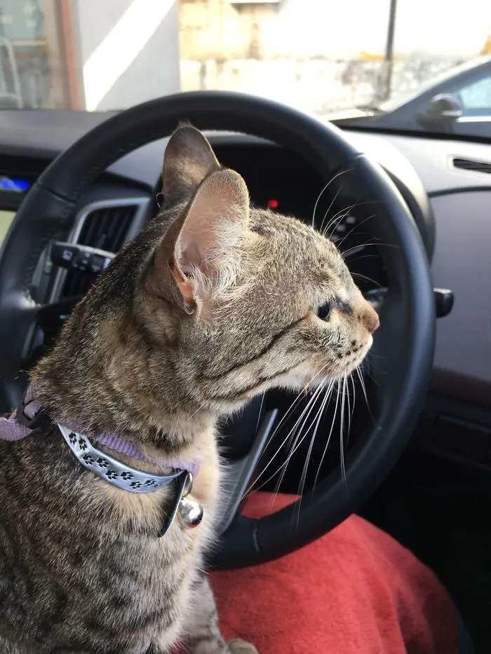 Cat-A-Mount