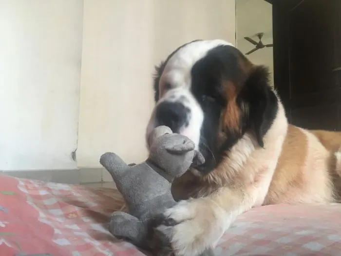 Azlan Grooming His Pet Puppy