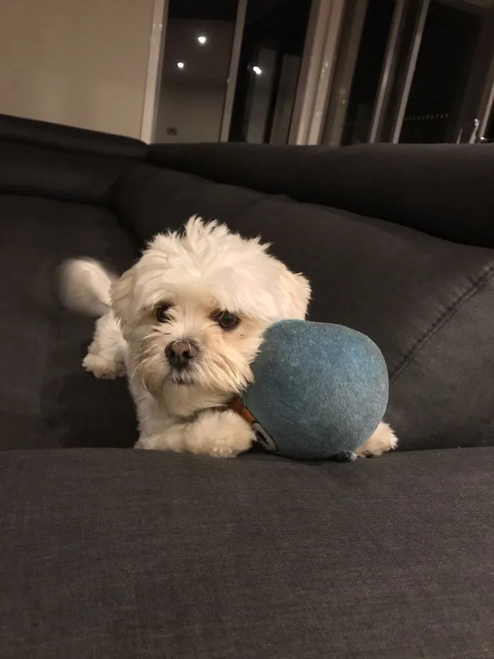 Spent $$$ On Toys For Fluffy. 50 Cent Angry Bird Plushie From A Flee Market Is His Favorite 🙄