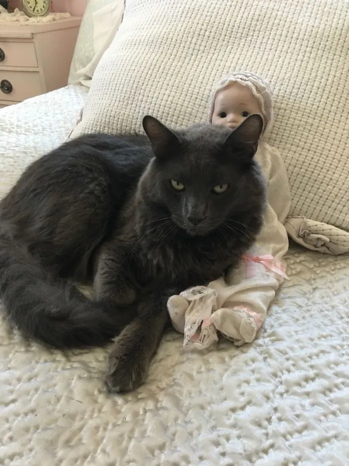 Queboes Loves His Baby Doll. No One Is Allowed To Touch It.