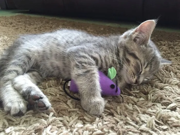 Kitten And Mouse
