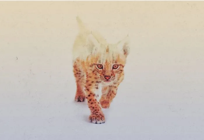 Cub Double Exposure